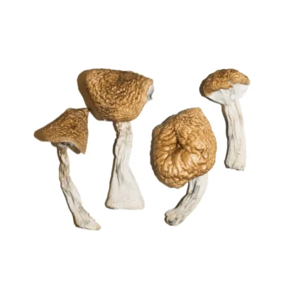 Dried burmese mushrooms with golden caps in clusters